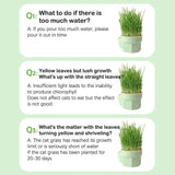Organic Hydroponic Cat Grass Kit - No Soil Required