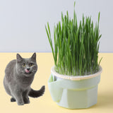 Organic Hydroponic Cat Grass Kit - No Soil Required